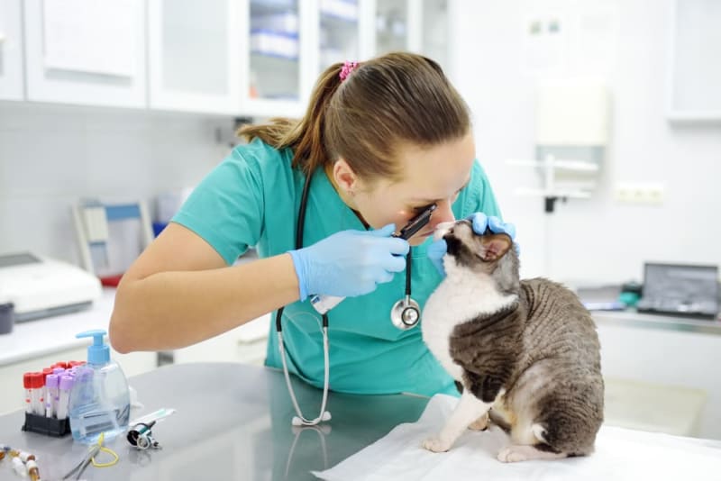 veterinary during pet consulting preventing injuries 