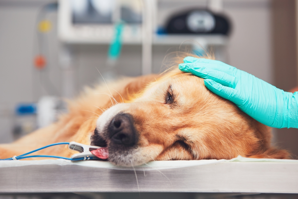 Veterinary Emergency