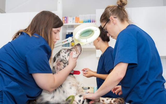Veterinary-team-working-with-a-dog