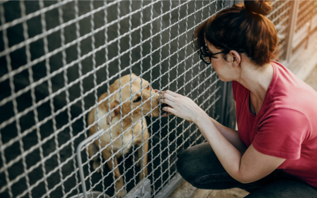 Woman-petting-dog-at-animal-shelter