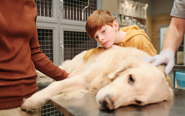 Dog-Laying-On-Table-With-Boy