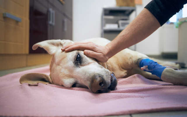 Dog-laying-on-floor-with-owners-hand-on-head