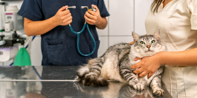 Veterinarian-talking-with-client-and-cat-on-table